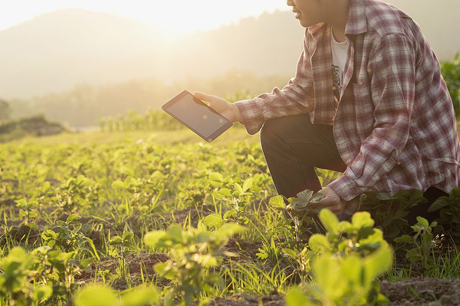 Insurance Quote - View of Farmer Kneeling in His Field of Crops Using a Tablet